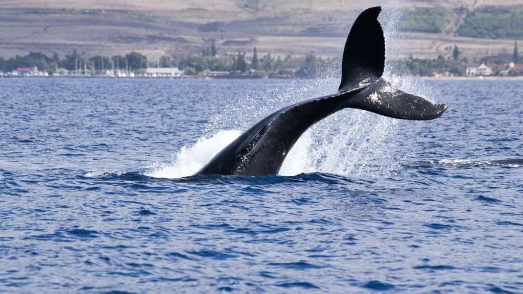 Cardano’s Bearish Retail Crowd Hands Whales a Buying Opportunity