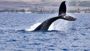 Cardano’s Bearish Retail Crowd Hands Whales a Buying Opportunity
