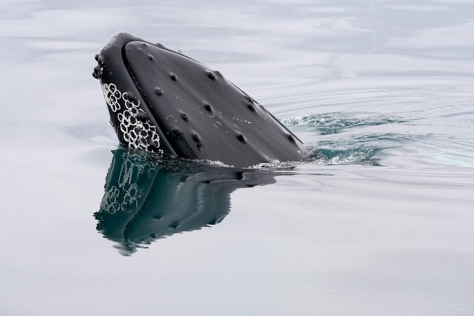 A bitcoin whale that went silent in 2013 moves $40 million in BTC